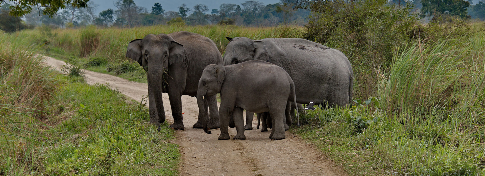 Kaziranga Safari Adventure