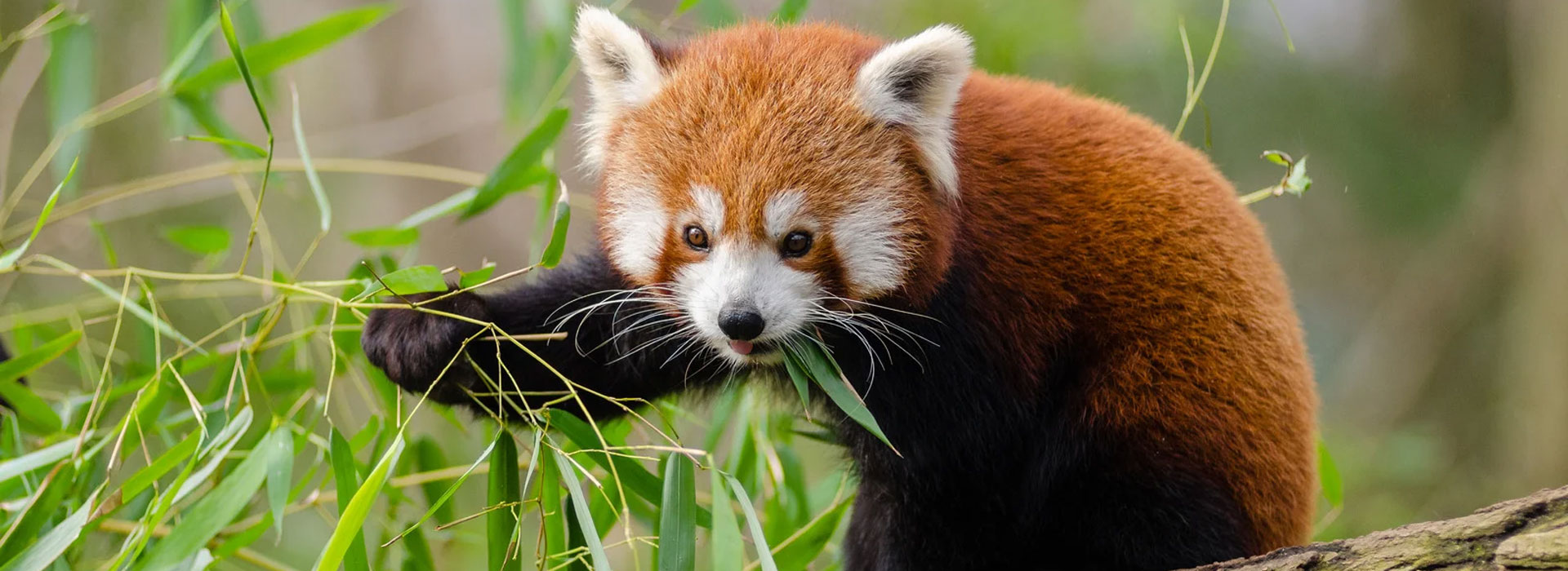 Himalayan Twin Delight